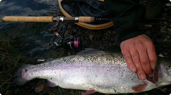 regnbage-teton-trout-quantum-smoke.jpg