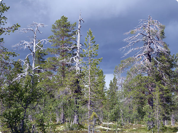 gammelskog-idre.jpg gammelskog-idre.jpg