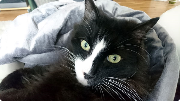 katt.jpg katt.jpg