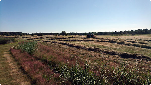 mosjo-slagning-av-ruff.jpg mosjo-slagning-av-ruff.jpg