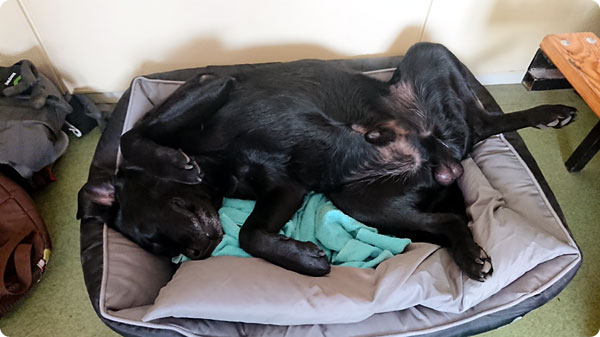 diablo-sover.jpg diablo-sover.jpg