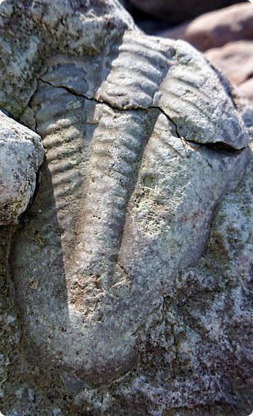fossil.jpg fossil.jpg