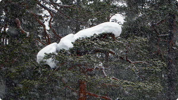 halvmetertjock-snohatta.jpg halvmetertjock-snohatta.jpg