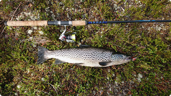 oring-1600-gram.jpg oring-1600-gram.jpg