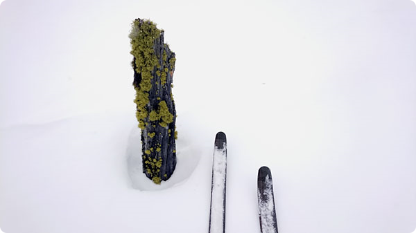 varglavstubbe.jpg varglavstubbe.jpg