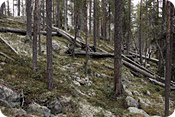 Karmoråsen: Stora mängder död ved finns både stående och liggande i området.