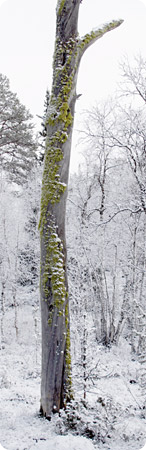 varglav på torrtall